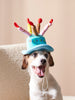 Sinsay Blue Pet Hats | Sinsay In Lebanon