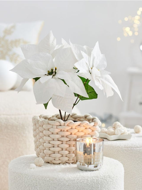 Sinsay White Ornamental plant |Sinsay In Lebanon