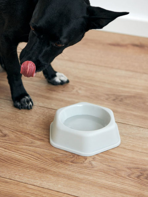 Sinsay Gray Plastic Pet Bowl |Sinsay In Lebanon
