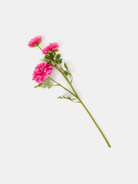 Sinsay Fuchsia Ornamental plant |Sinsay In Lebanon