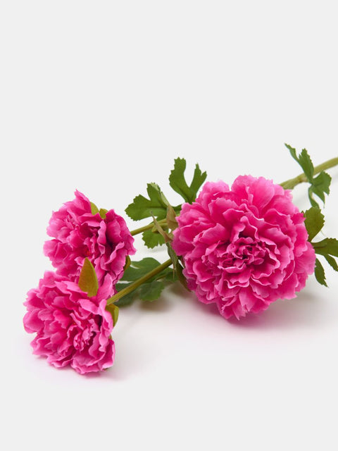 Sinsay Fuchsia Ornamental plant |Sinsay In Lebanon