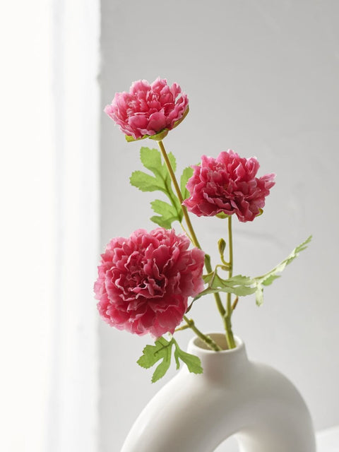 Sinsay Fuchsia Ornamental plant |Sinsay In Lebanon