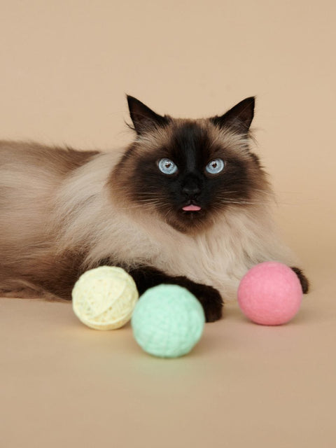 Sinsay Multicolor Pet Toys |Sinsay In Lebanon