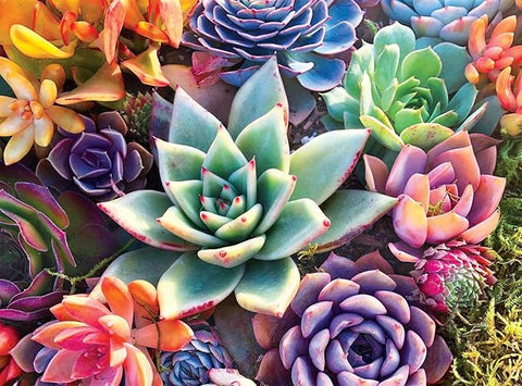 Buffalo Games  James Mertke  Simple Succulent  1000 Piece Jigsaw Puzzle | Buffalo Games  In Lebanon