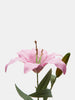 Sinsay Pink Ornamental Plant | Sinsay In Lebanon