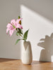 Sinsay Pink Ornamental Plant | Sinsay In Lebanon