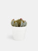 Sinsay Green Decorative Artificial Plant | Sinsay In Lebanon