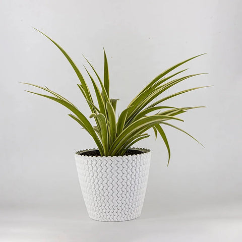 Prosperplast White H 11.5 cm Plastic Vase | Prosperplast In Lebanon
